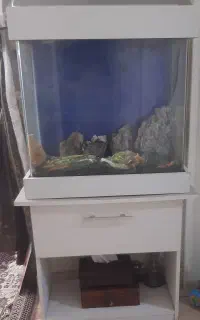 آکواریوم