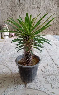نخل ماداگاسکار
