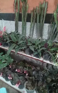 گل گیاه آپارتمانی  بابا آدم وغیر