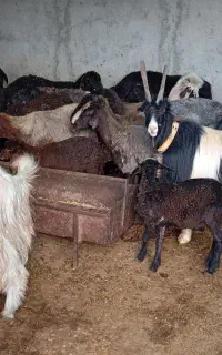 نر بز شیرازی