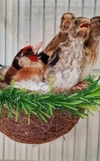 ۱۵ عدد سهره