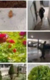 سم پاشی وحرس کاری و قلمه زدن و تعوز خاک گل دان