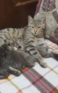 واگذاری بچه گربه