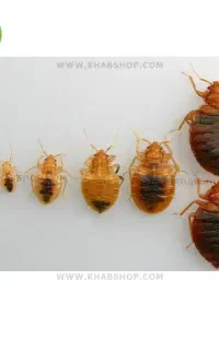 خدمات سمپاشی و سم پاشی ساس (کنگان)