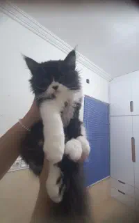 بچه گربه پرشین