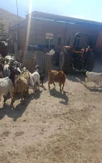 بز محلی