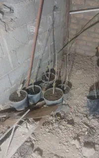 نهال میوه پیوندی و اصلاح شده