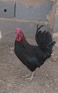 خروس سیاه