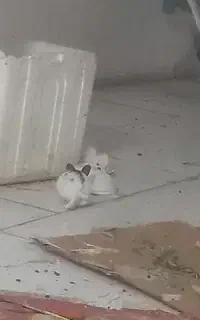 بچه خرگوش