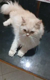 بریتیش زیبا