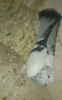 کبوتر