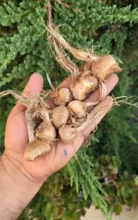 فروش پیاز زعفران