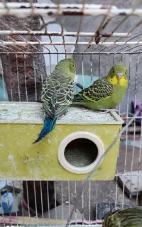 مرغ عشق به رنگ سبز یک جفت نرو ماده