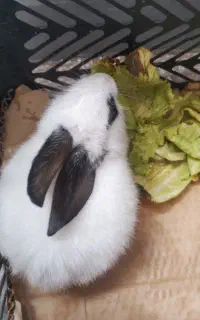بچه خرگوش