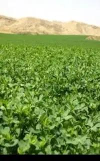 یونجه درجه یک خالص خالص