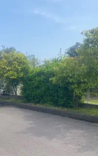 نیرو جوان برای ابیاری و باغبانی