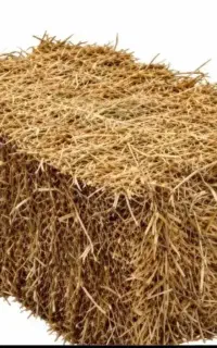 پرس گندم