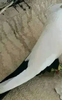 پرنده