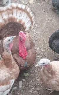 بوقلمون