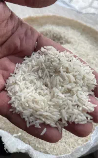 برنج‌ فجر