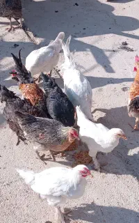تعدای خروس محلی اصل  و مرغ  محلی برای فروش