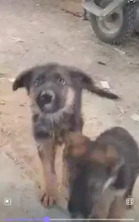 واگذاری سگ ژرمن