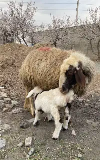 میش و بره و گوسفند نر
