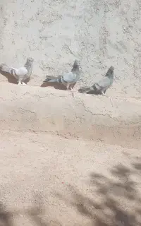 کبوتر اصفهانی