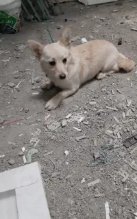 فروش‌سگ‌پاکوتا