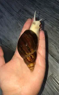 مجموعه پرورش حلزون و فروش ملزومات مزرعه صدف