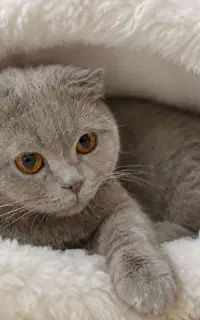 نرلیلاک وسیلور