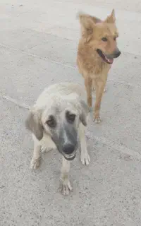 سگ ژرمن و قهدرجونی