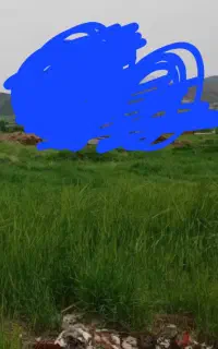 هرس کردن گیاه