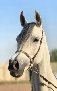 پانسیون اسب،آموزش سوارکاری،عکاسی،تفریحی