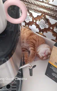 دوعدد بچه گربه