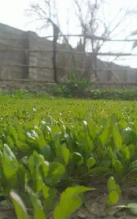کاه سفید برای امسال