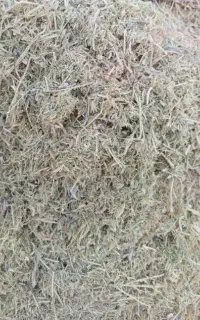 کاه عدس