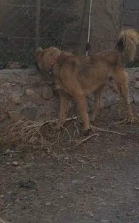 واگذاری  سرابی ۱۵ ماهه