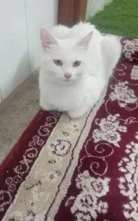 گربه ماده گم شده
