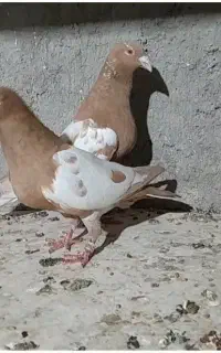 کارل میولمنز اصل