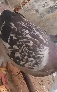 یک عدد کفتر کوهی پلاکی ماده جوان