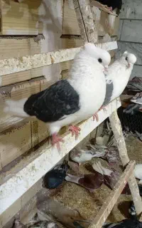 کبوتر همه رنگ وهمه مدل