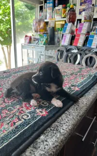 توله سگ نژاد شیواوا