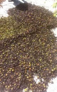 فروش پوست سبز گردو