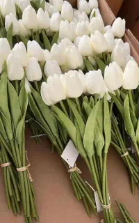 راهنمایی گلسازی