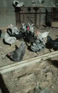 مرغ و خروس گلین