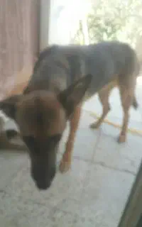 سگ ژرمن نژاد دار.ماده بفال