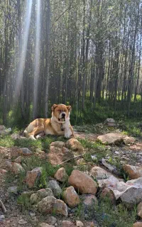 سگ گمشده