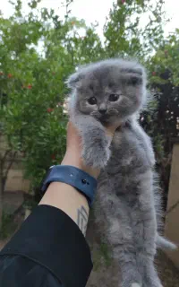 اسکاتیش