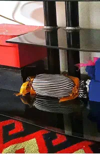 میز تی وی شیشه ای